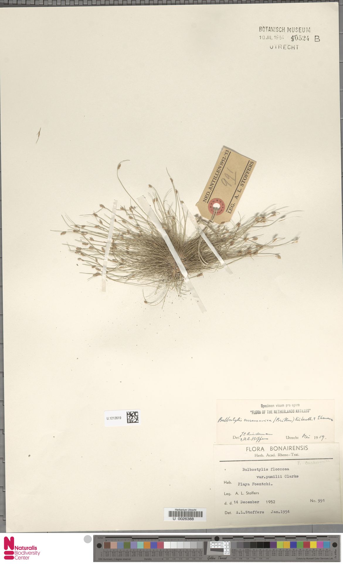 Bulbostylis curassavica: kleurenfoto van bewaard herbariummateriaal U.1212619, verzameld in Playa Foentchi., Bonaire, Sint Eustatius and Saba (1952-11-14).