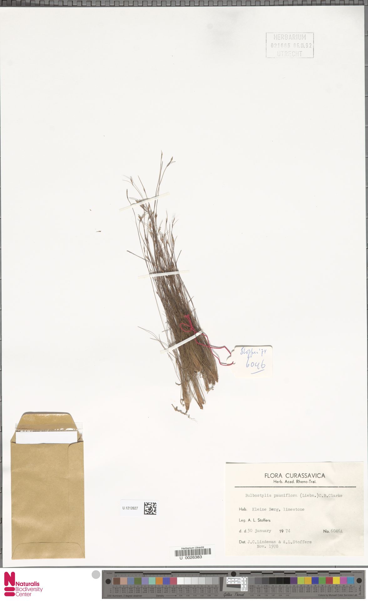 Bulbostylis pauciflora — Bulbostylis pauciflora