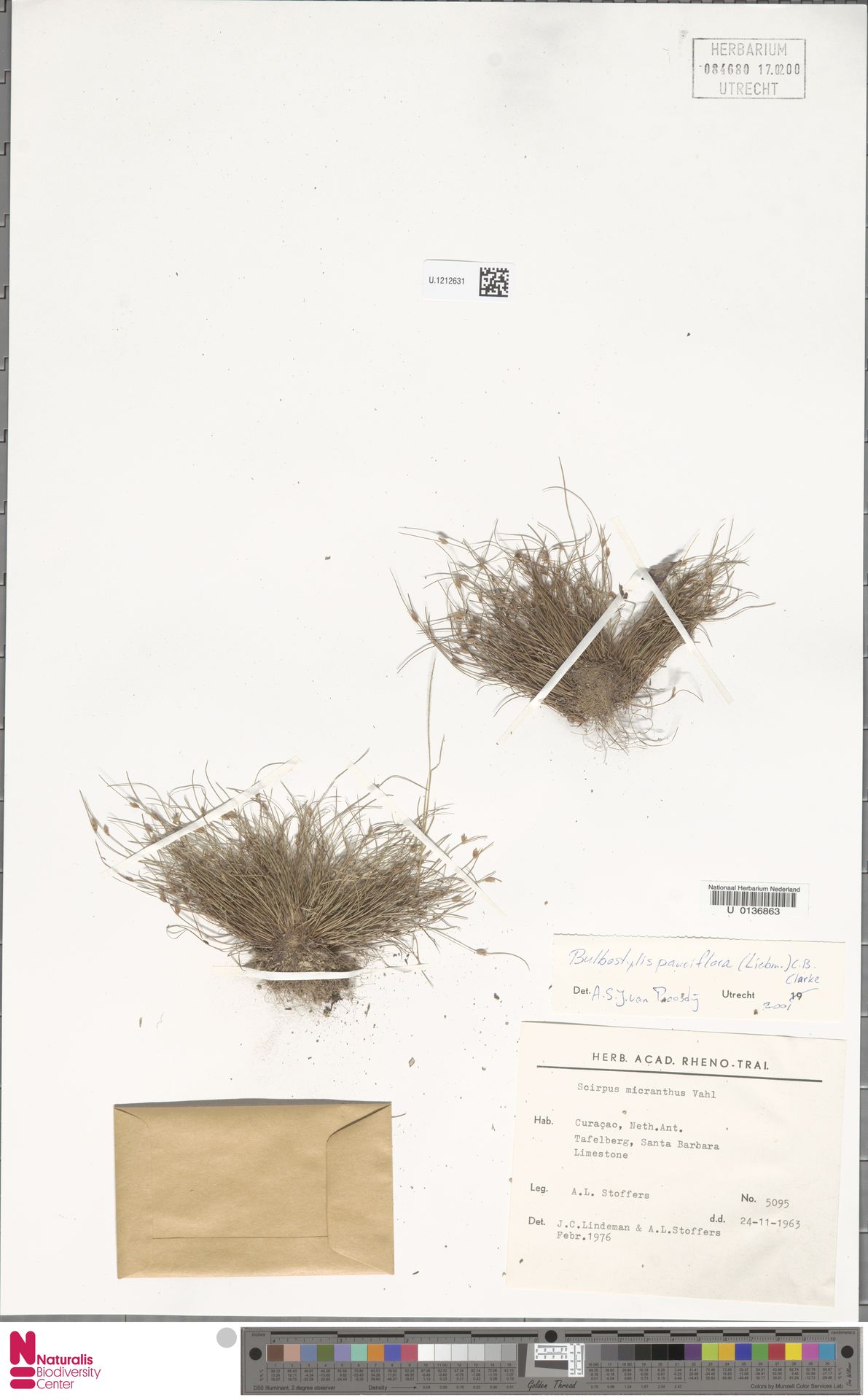 Bulbostylis pauciflora: kleurenfoto van bewaard herbariummateriaal U.1212631, verzameld in Tafelberg, Santa Barbara., Curaçao (1963-11-24).