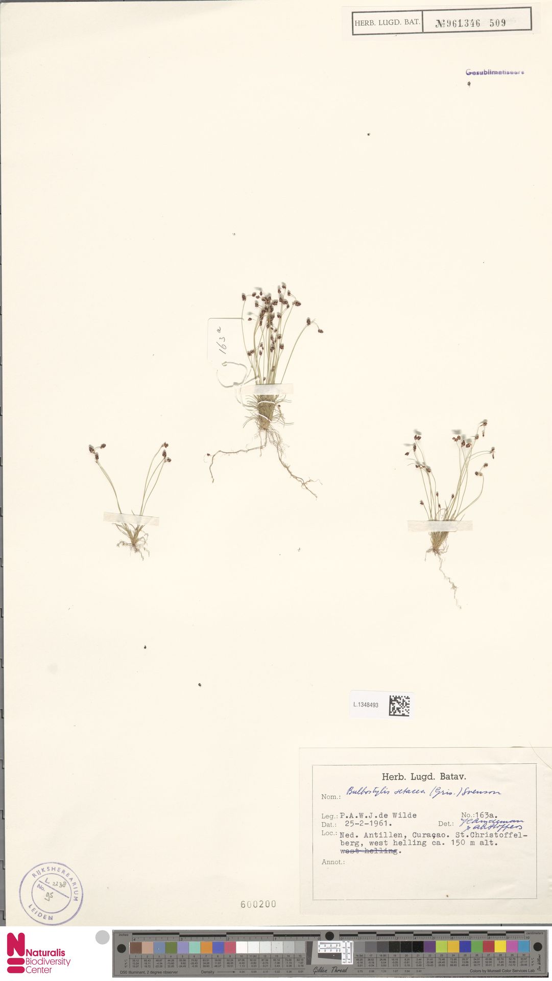 Bulbostylis setacea — Bulbostylis setacea