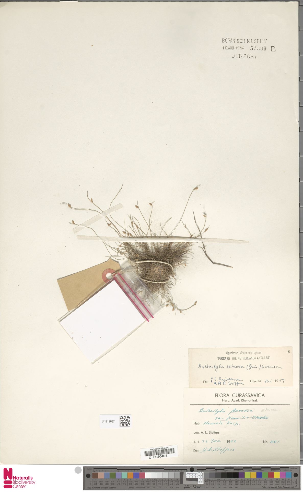 Bulbostylis setacea: kleurenfoto van bewaard herbariummateriaal U.1212637, verzameld in Knip-heuvels., Curaçao (1952-12-22).