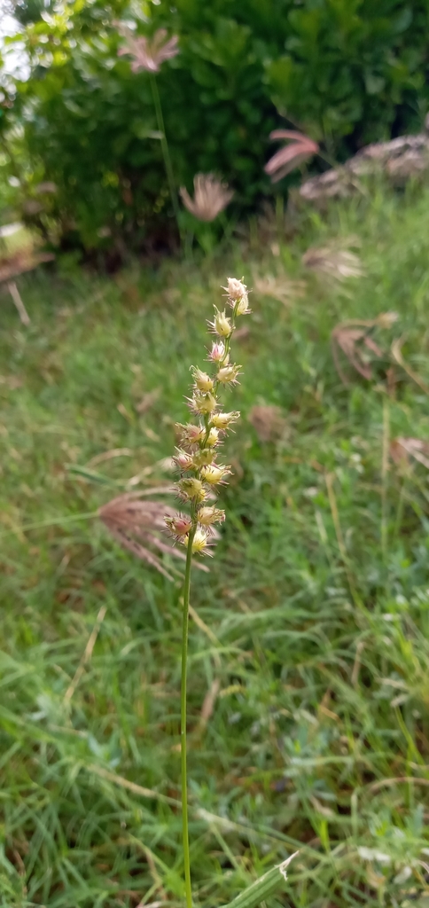 Pegasaya — Cenchrus echinatus