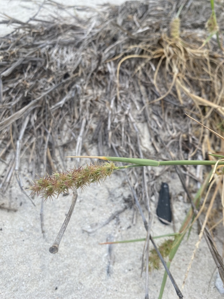 Cenchrus echinatus, aartjes en groeivorm in Little Curaçao (2024-01-14).
