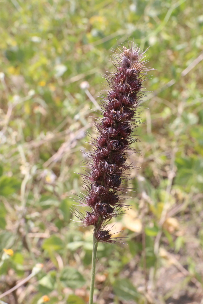 Cenchrus pilosus, aartjes en groeivorm in Текоман, Колима, Мексика (2015-10-21).