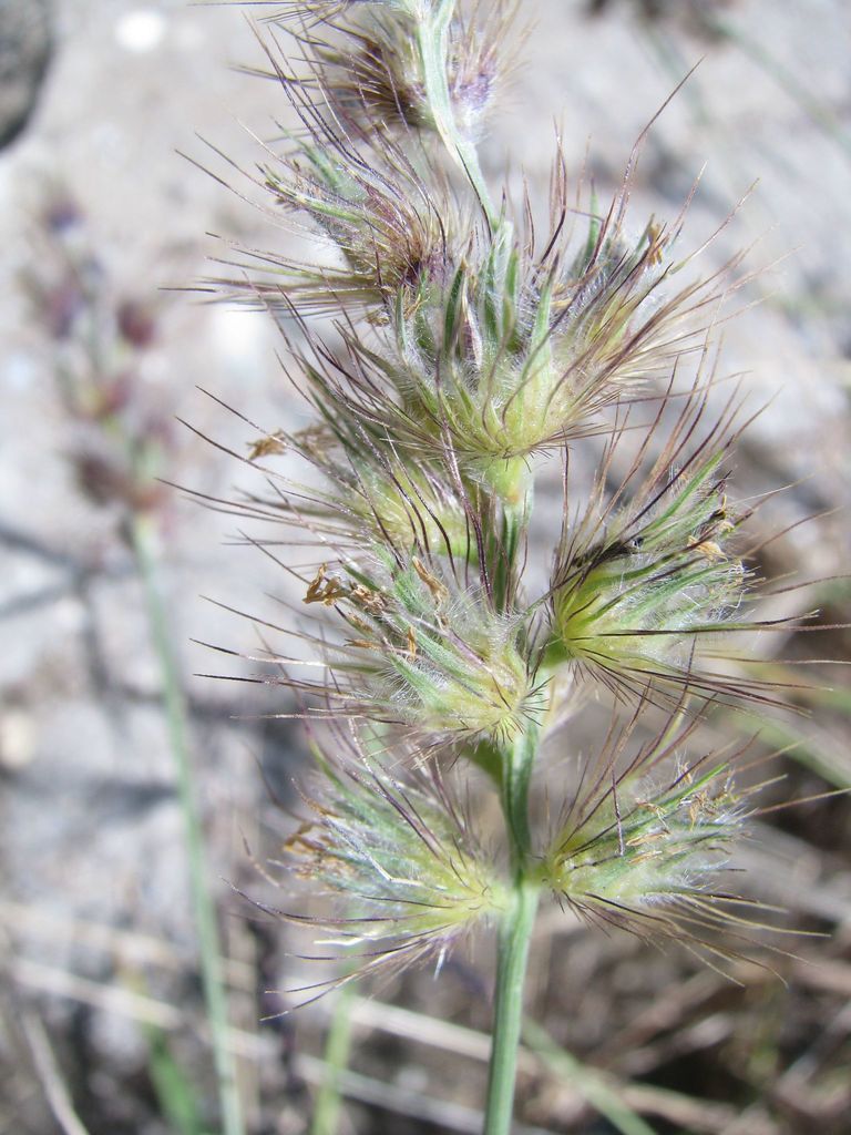 Pegasaya muhe — Cenchrus pilosus