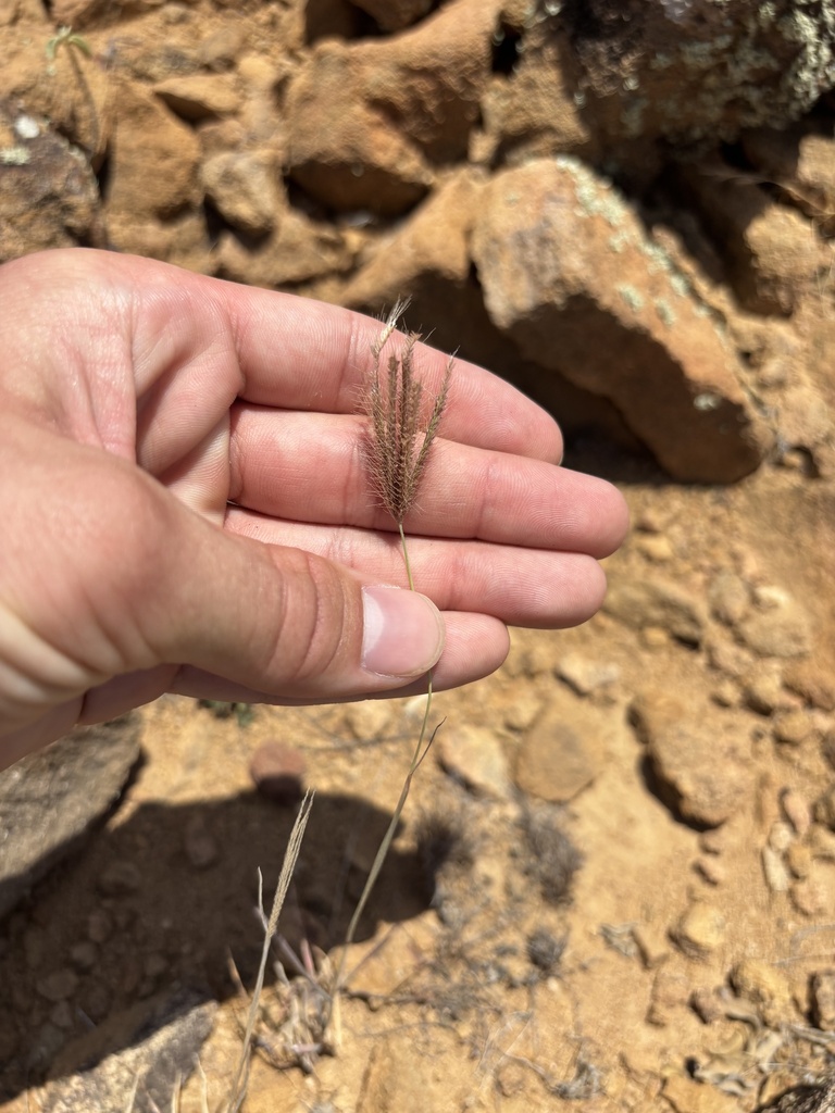 Chloris barbata — Chloris barbata