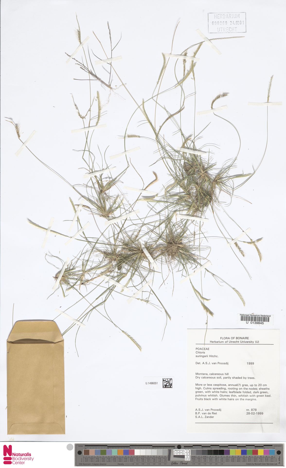 Chloris suringarii — Chloris suringarii