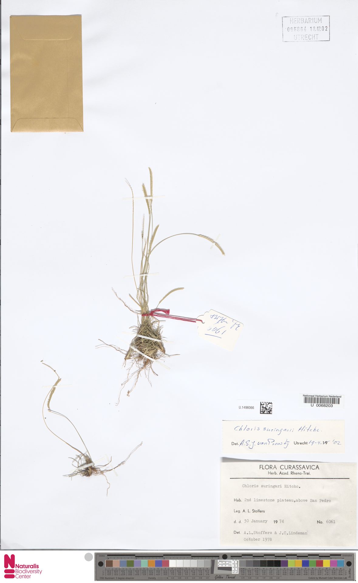 Chloris suringarii: kleurenfoto van bewaard herbariummateriaal U.1496066, verzameld in 2nd limestone plateau above San Pedro., Curaçao (1974-01-30).