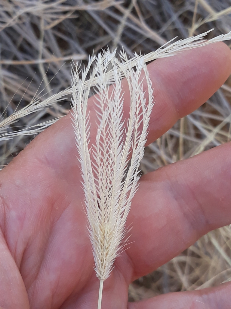 Yerba di bientu machu — Chloris virgata
