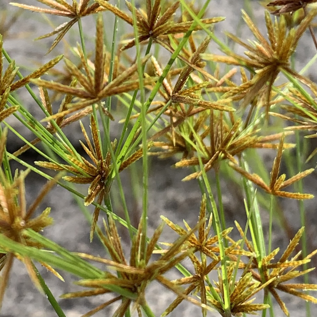 Cyperus amabilis — Cyperus amabilis