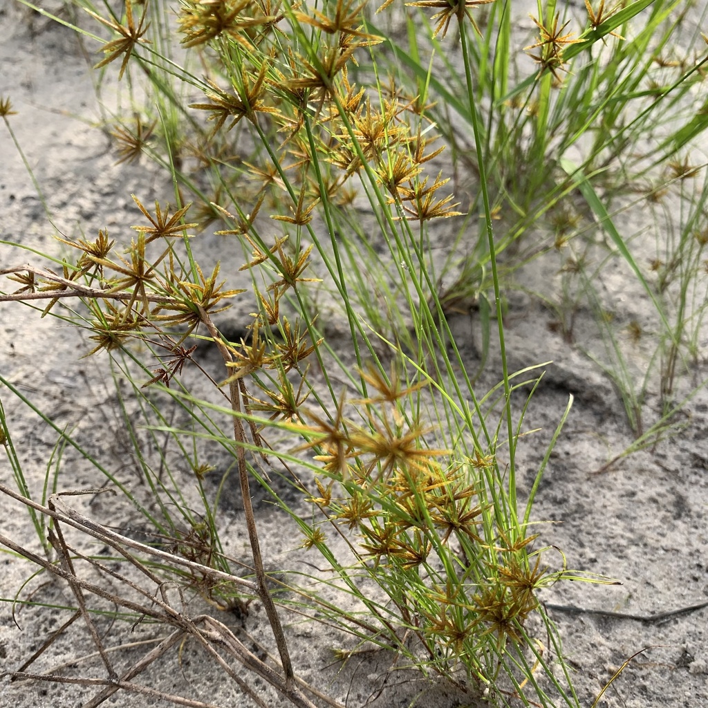 Cyperus amabilis, aartjes en groeivorm in Okavango Delta, North-West, BW (2021-02-20).