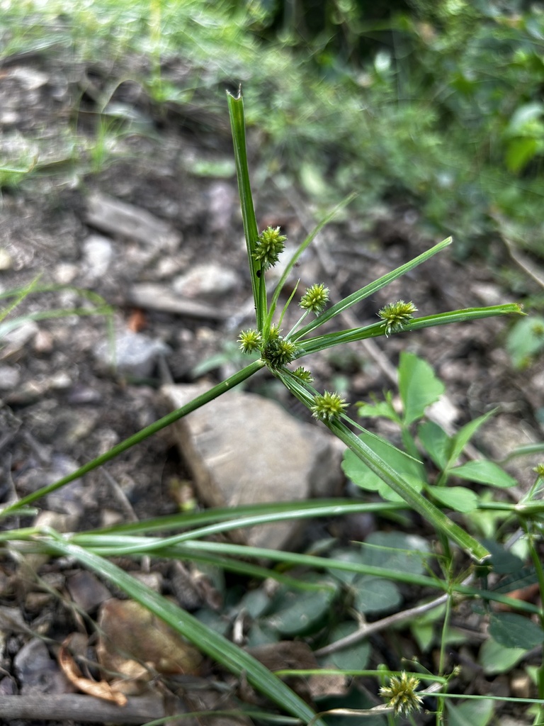 Koko di amina machu — Cyperus confertus
