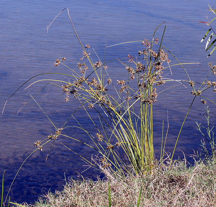 Cyperus elegans, aartjes en groeivorm in La Paz, Baja California Sur, Mexico (2015-11-19).