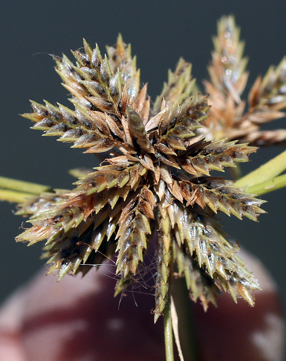 Cyperus elegans — Cyperus elegans