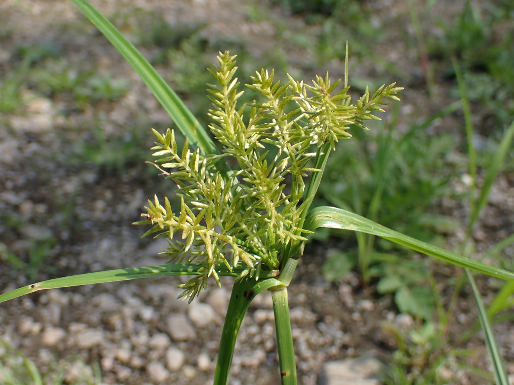 Yerba di koko — Cyperus esculentus