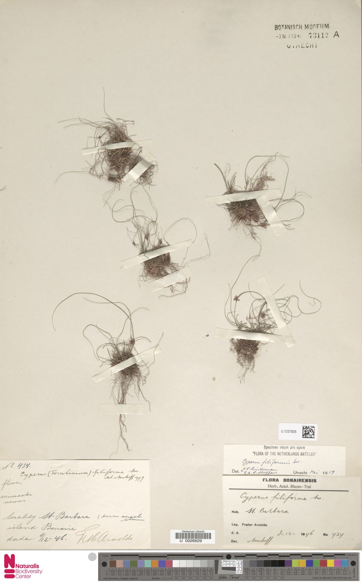 Cyperus filiformis — Cyperus filiformis