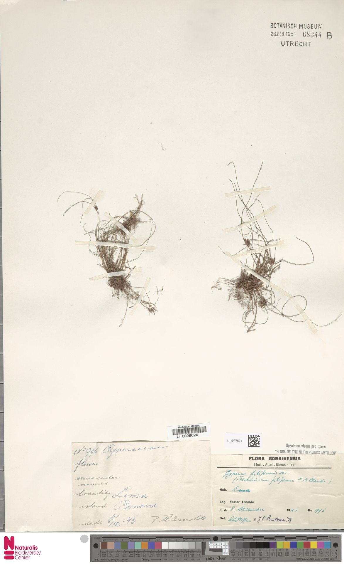 Een andere collectie van Lima, Bonaire; fijne pollen en wortels op Naturalis U.1237821.