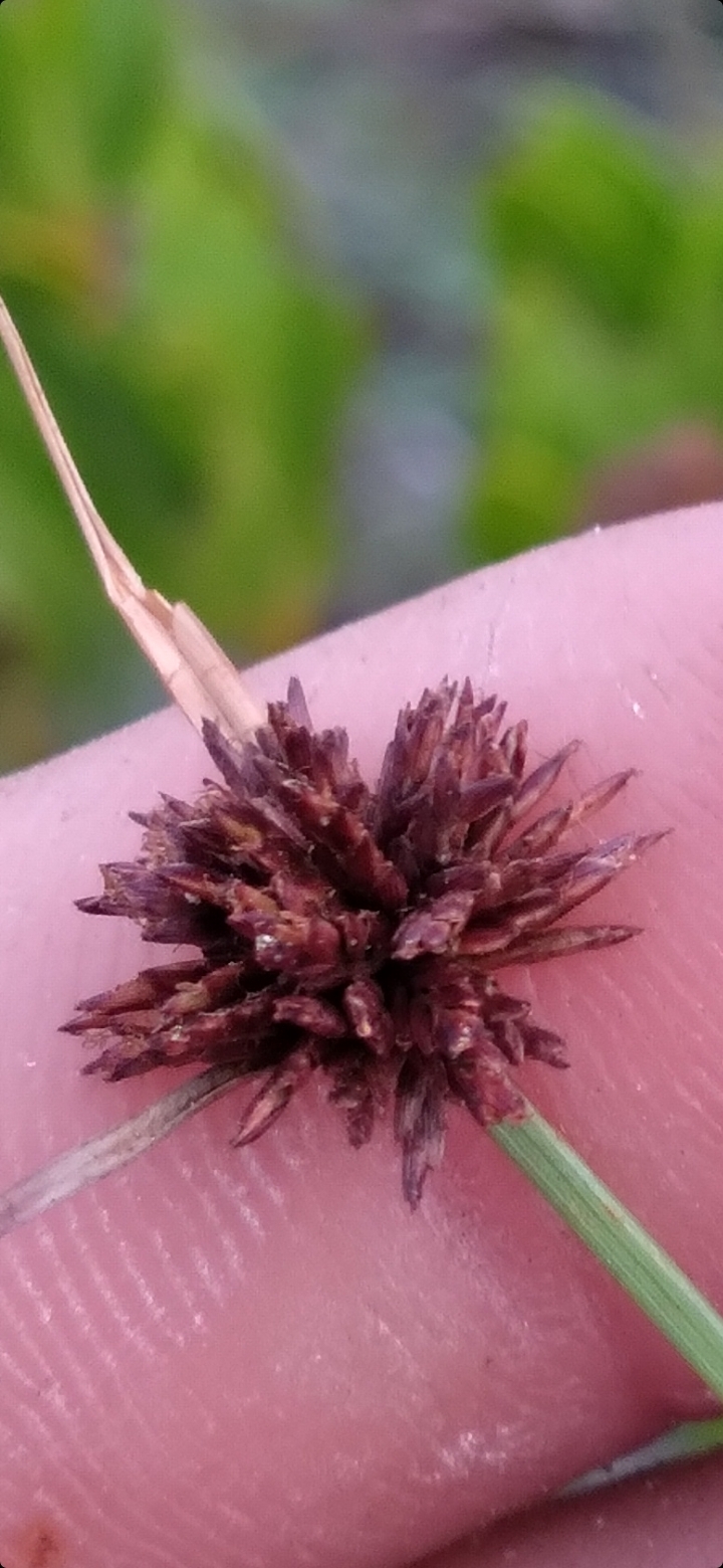 Yerba maishi chikitu — Cyperus fuligineus