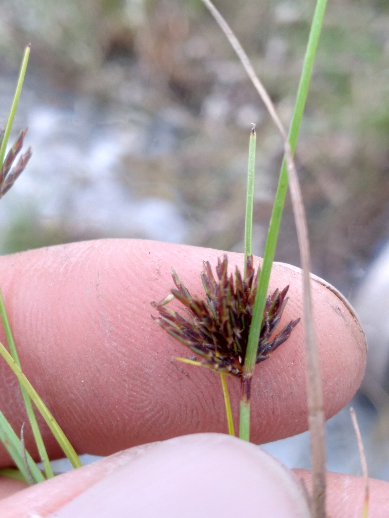 Een andere plant in Monroe County, Florida, met smalle schutbladen en roodpaarse aartjes.