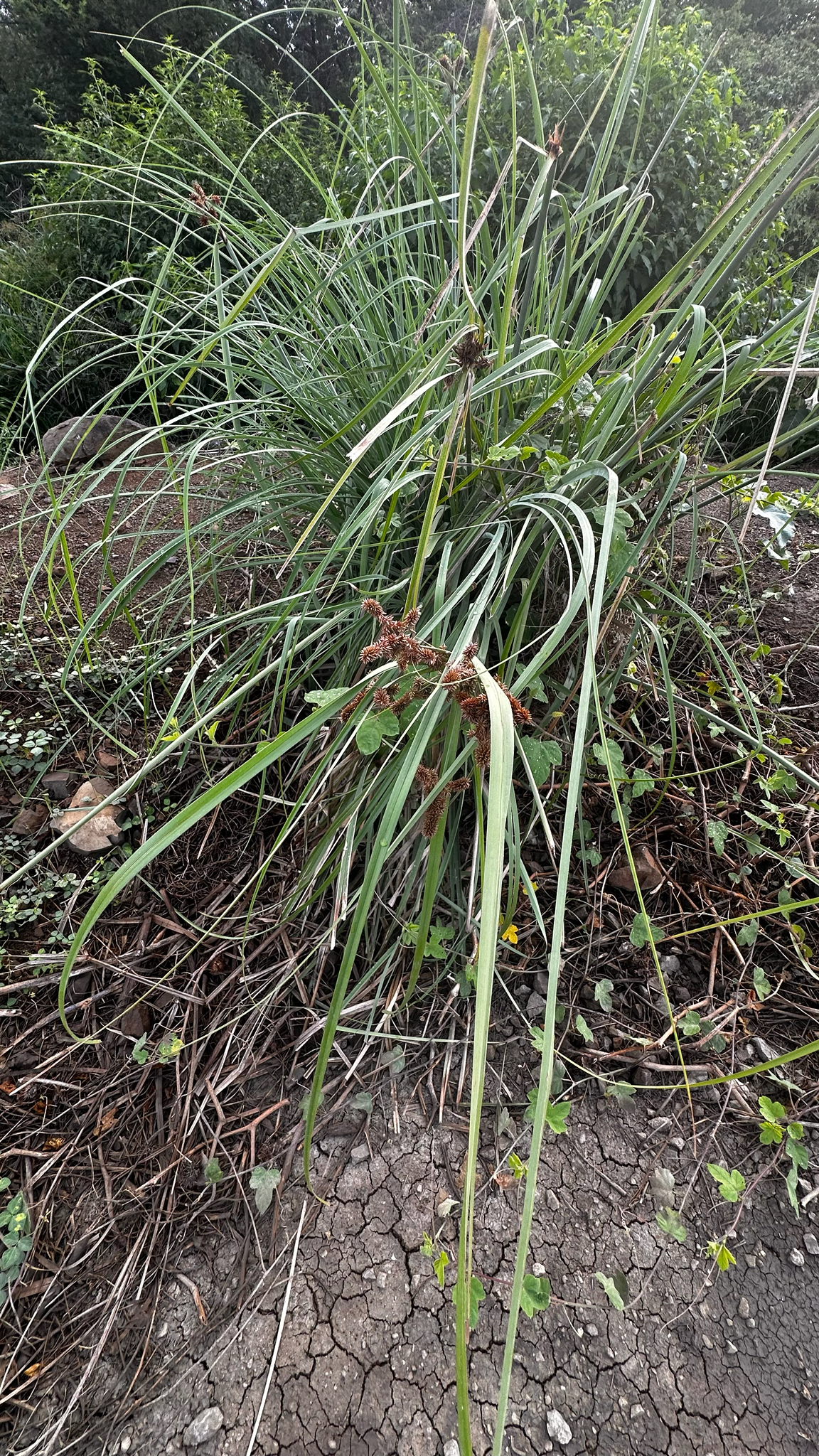Cyperus ligularis — Cyperus ligularis