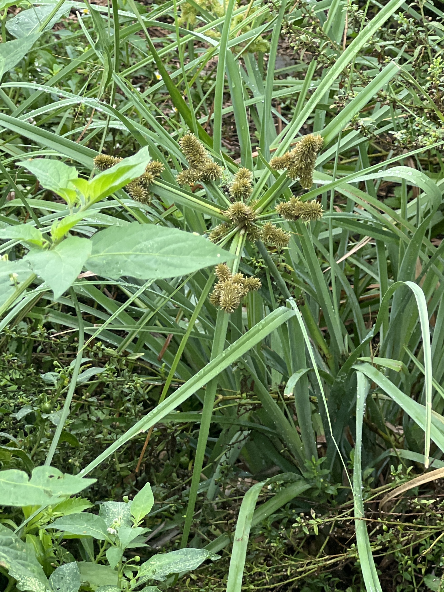 Een andere Curaçaose plant: de samengestelde bloeiwijze en bladachtige schutbladen.