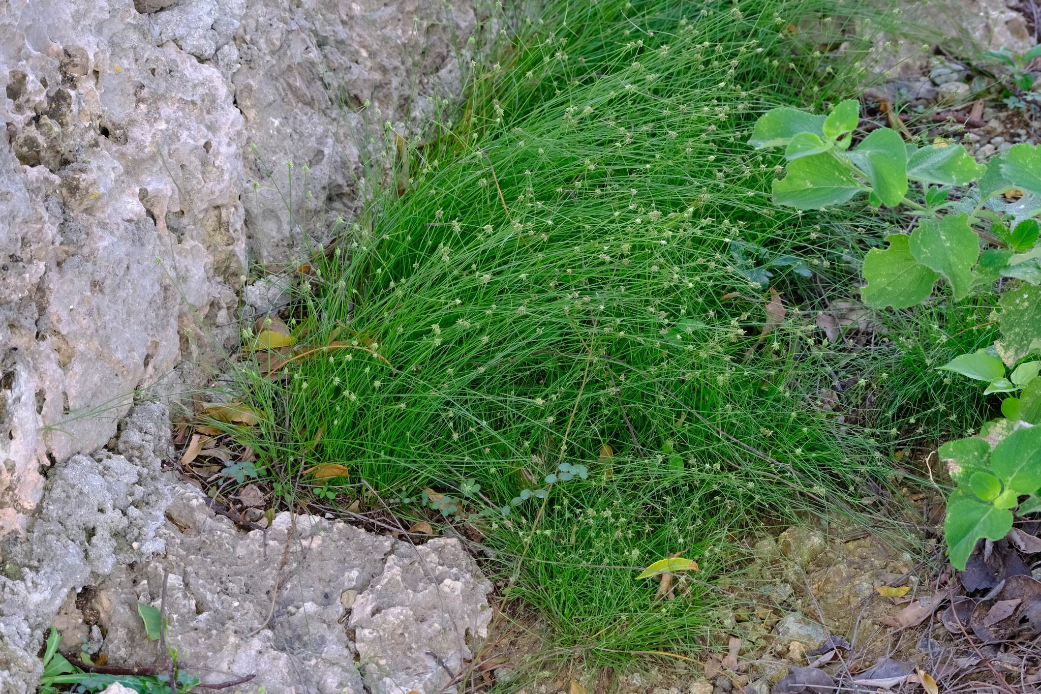 Cyperus nanus — Cyperus nanus
