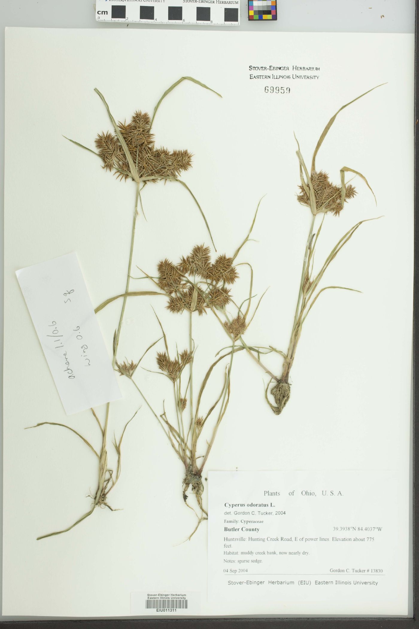 Cyperus odoratus — Cyperus odoratus