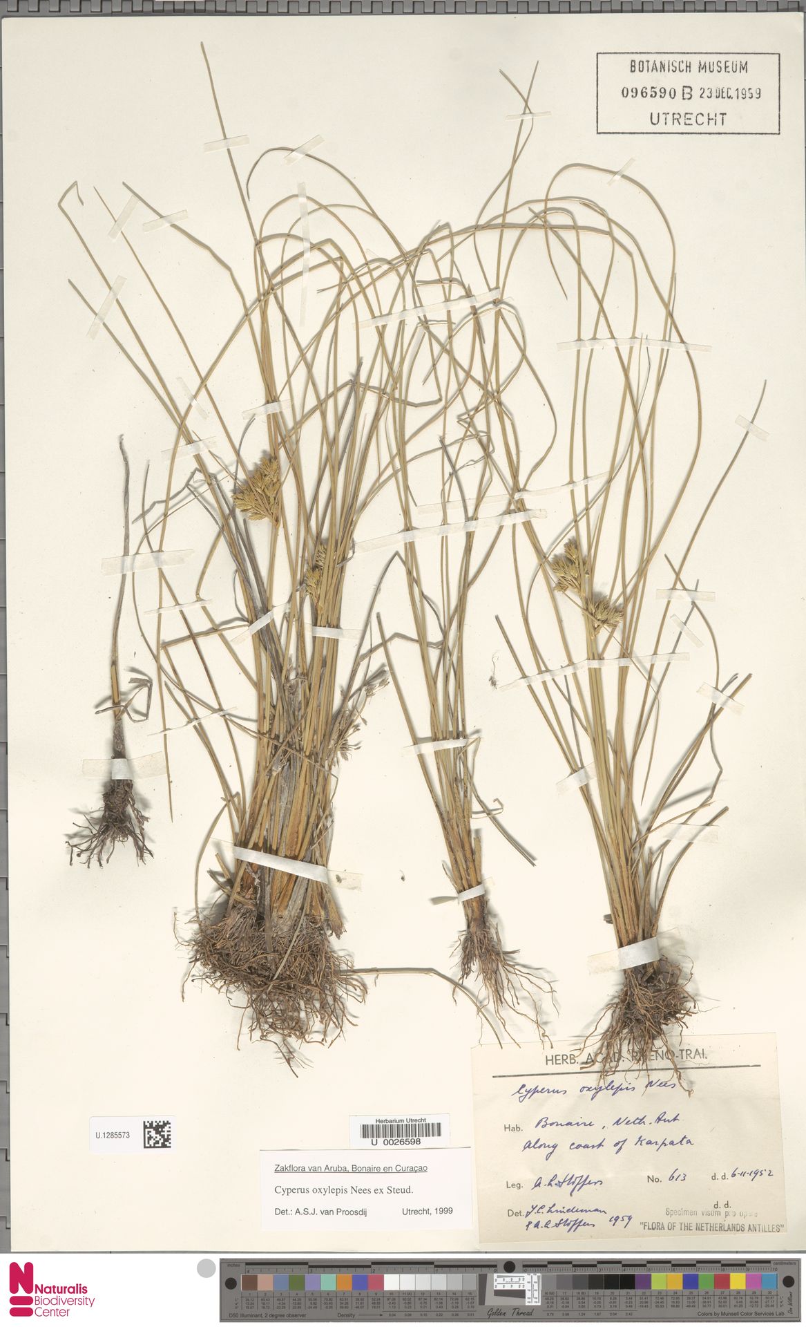 Cyperus oxylepis — Cyperus oxylepis