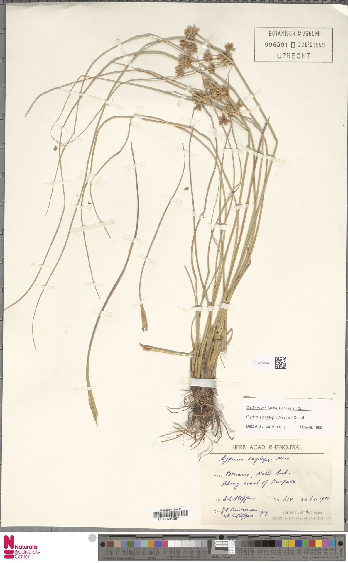 Stoffers 614 van dezelfde kust, een andere collectie op Naturalis U.1285574.