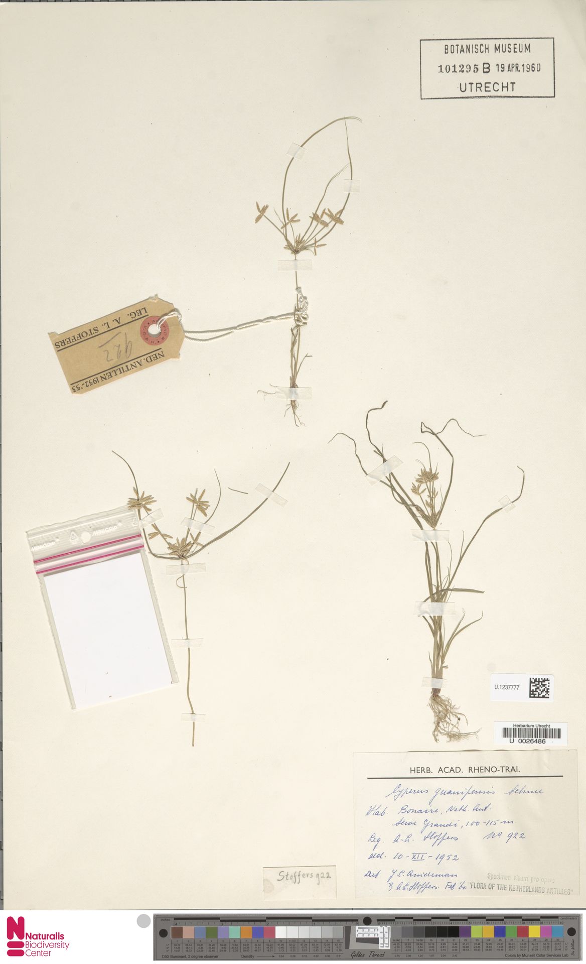 Cyperus pelophilus — Cyperus pelophilus