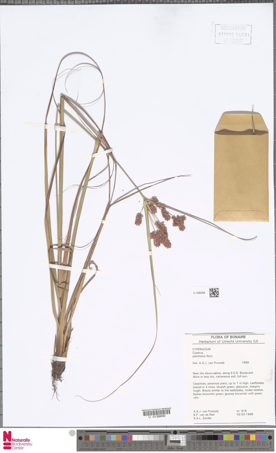 Yerba di kuchu — Cyperus planifolius