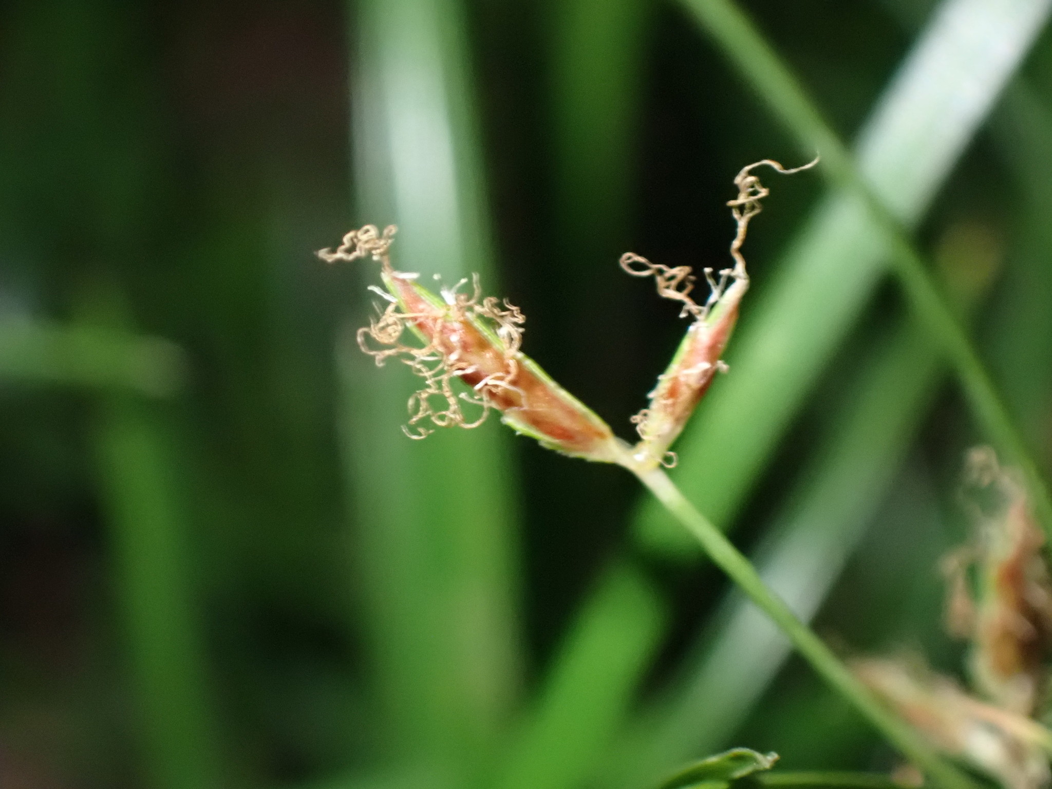 Koko djamina — Cyperus rotundus
