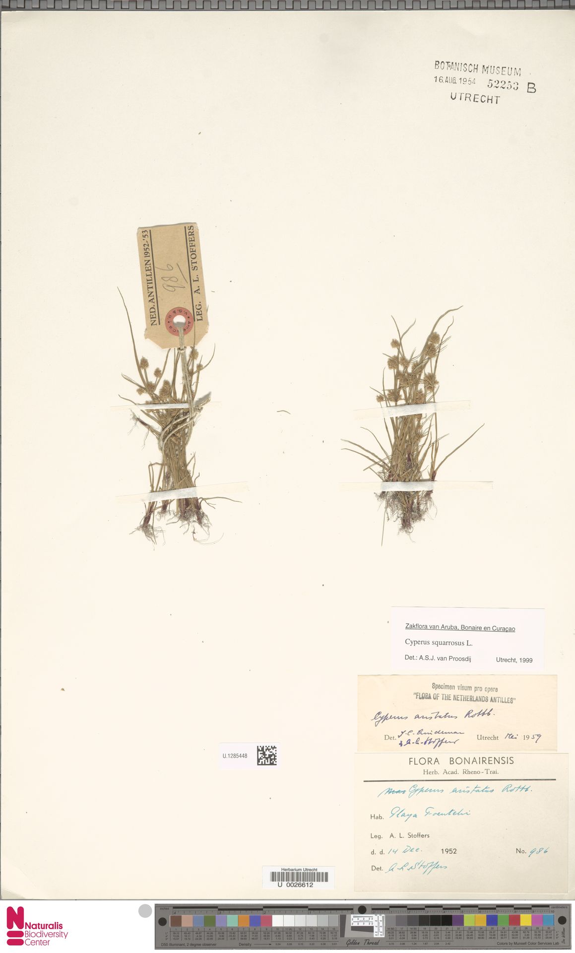 Cyperus squarrosus — Cyperus squarrosus