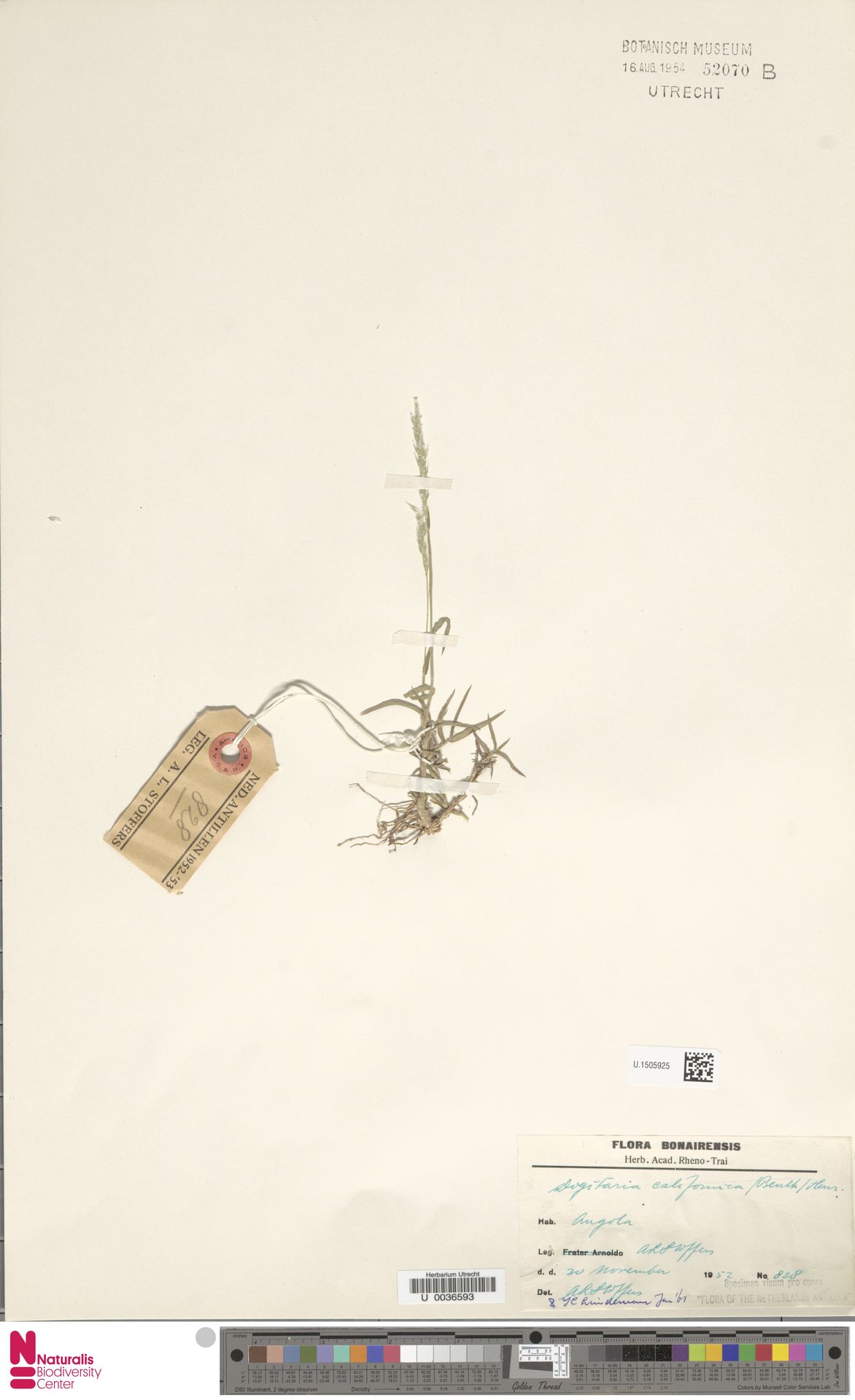 Yerba ginete — Digitaria californica