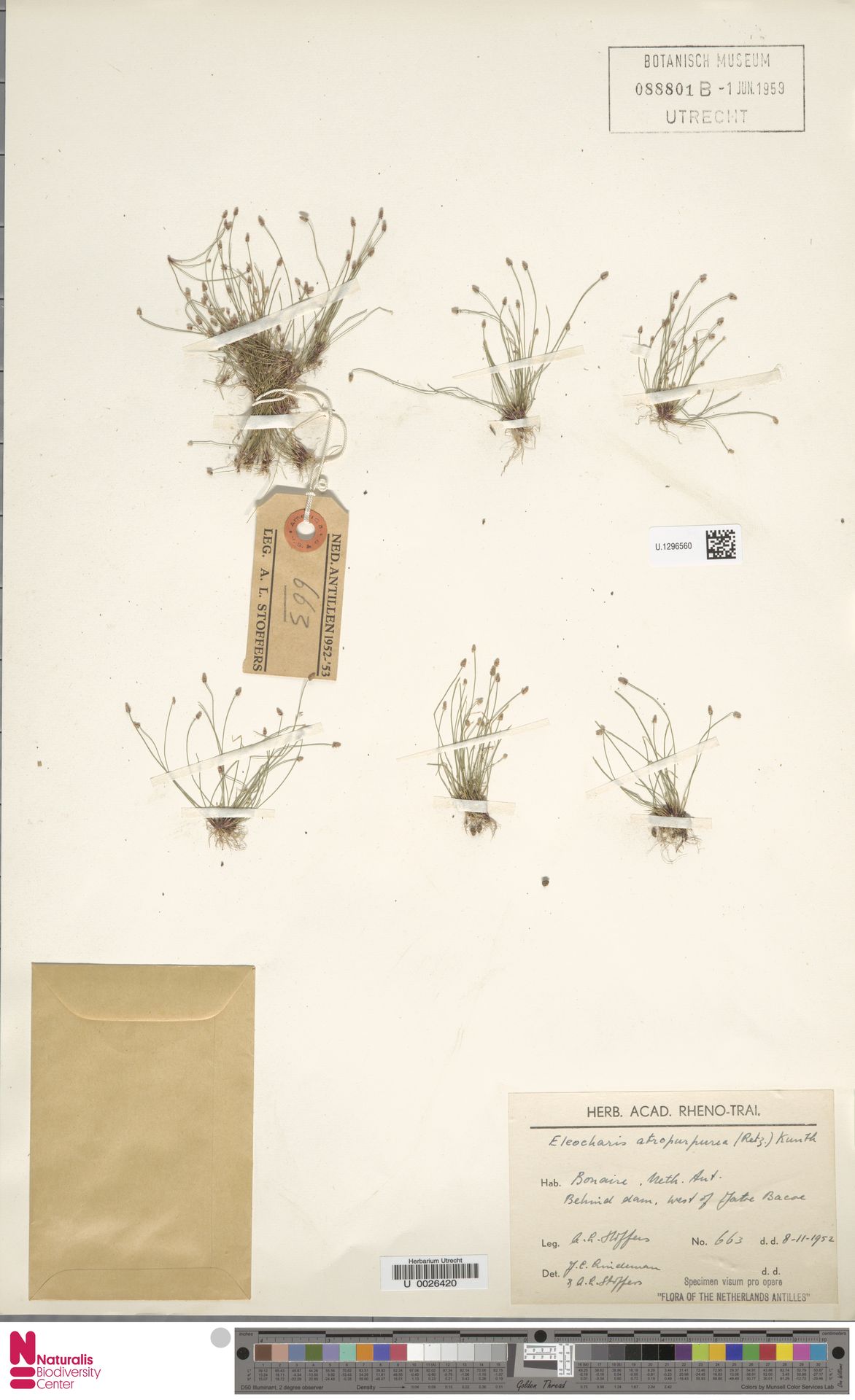 Eleocharis atropurpurea — Eleocharis atropurpurea