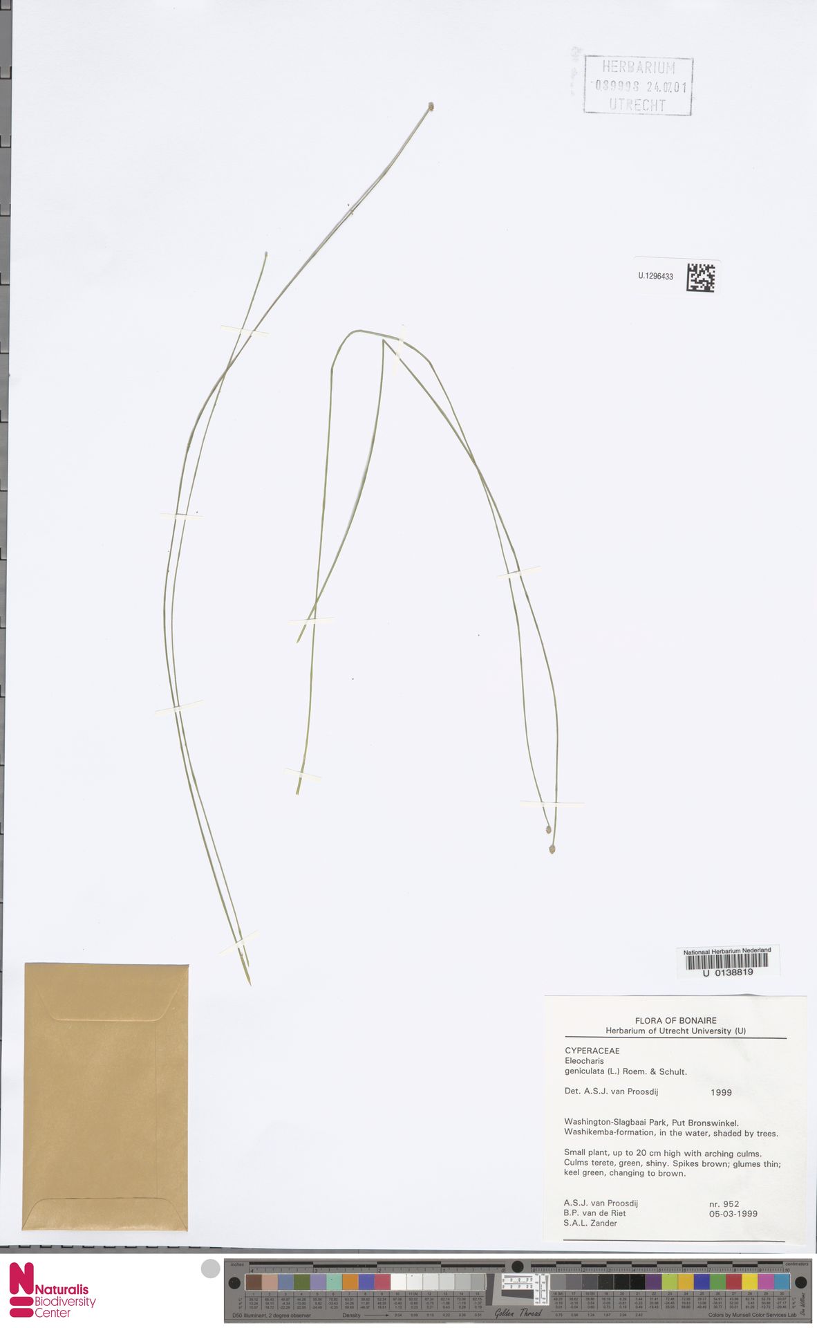 Eleocharis geniculata — Eleocharis geniculata
