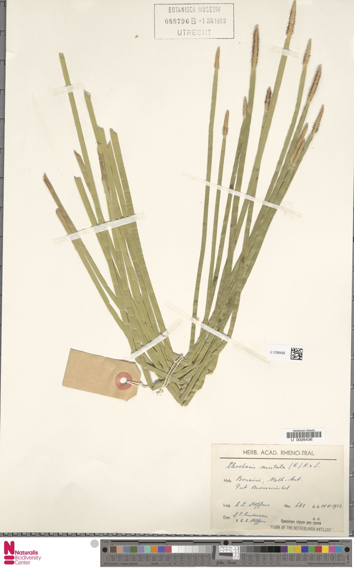 Eleocharis mutata — Eleocharis mutata