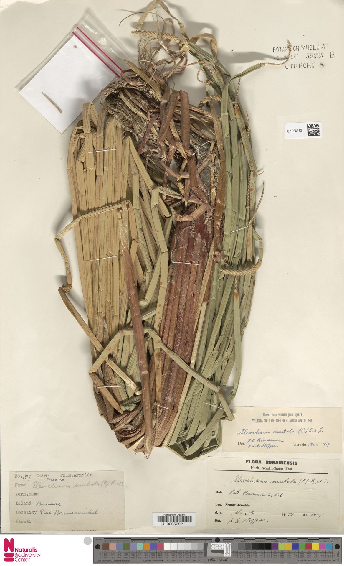 Arnoldo 1417 van Put Bronswinkel; een andere collectie met gevouwen halmen.