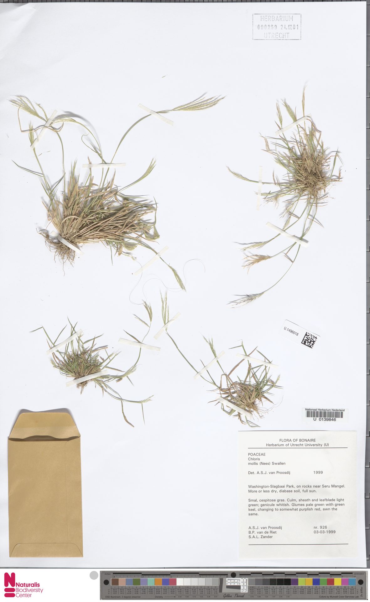 Leptochloa anisopoda — Leptochloa anisopoda