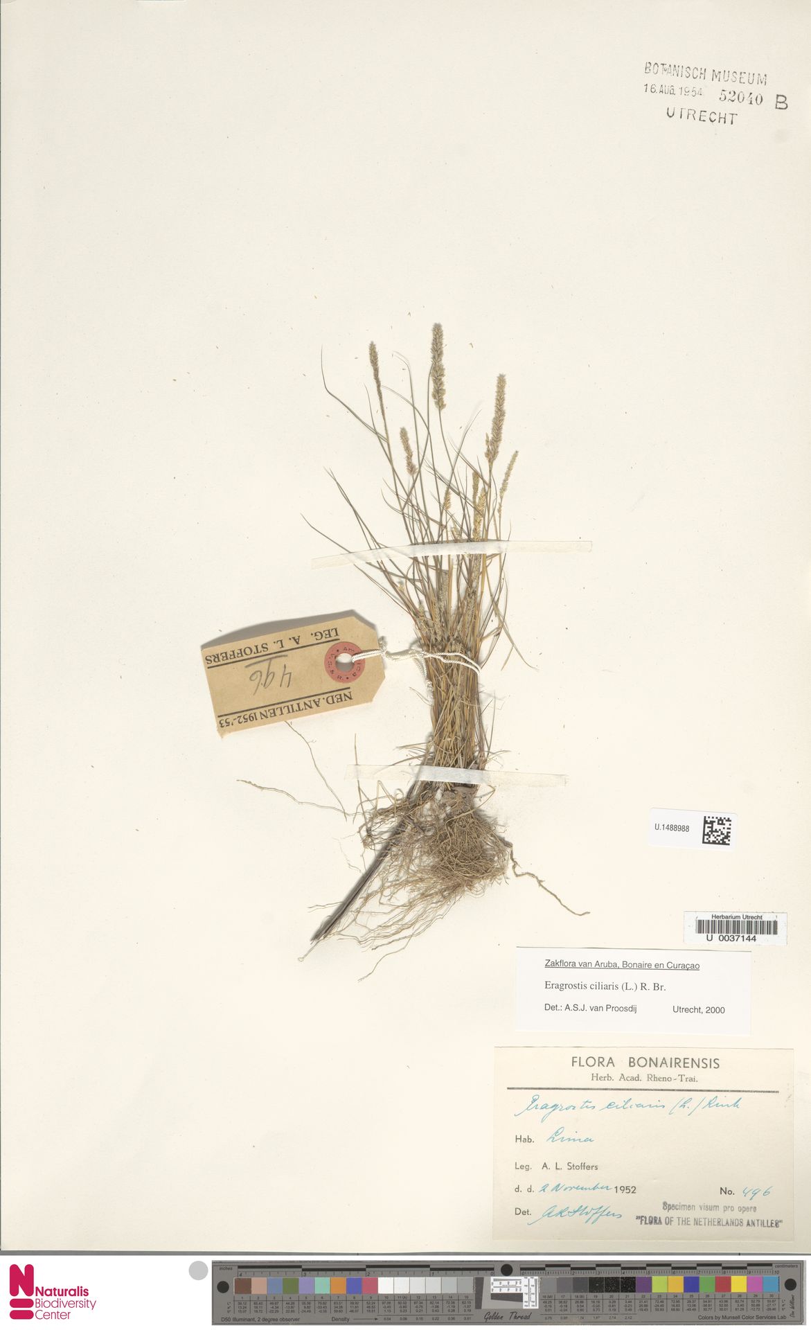 Eragrostis ciliaris — Eragrostis ciliaris