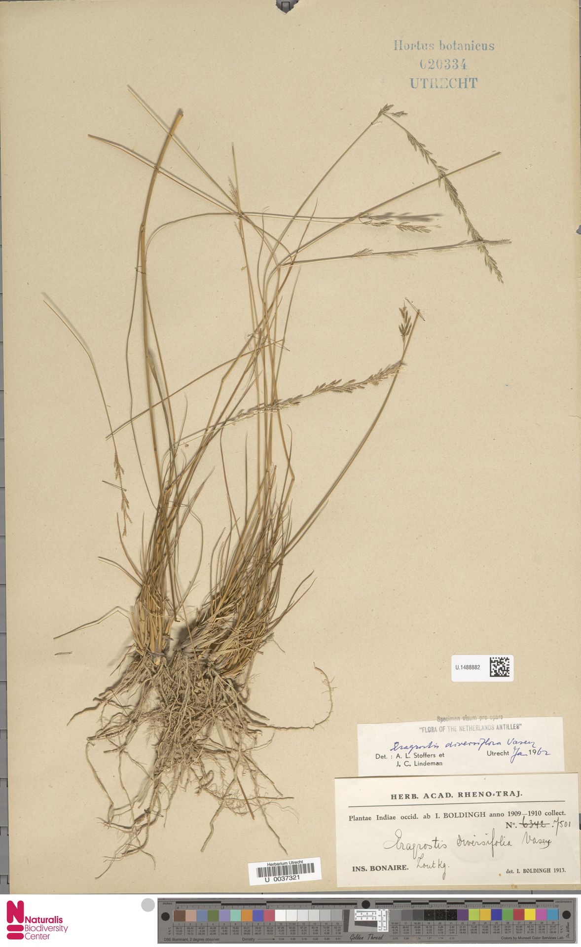 Eragrostis prolifera — Eragrostis prolifera