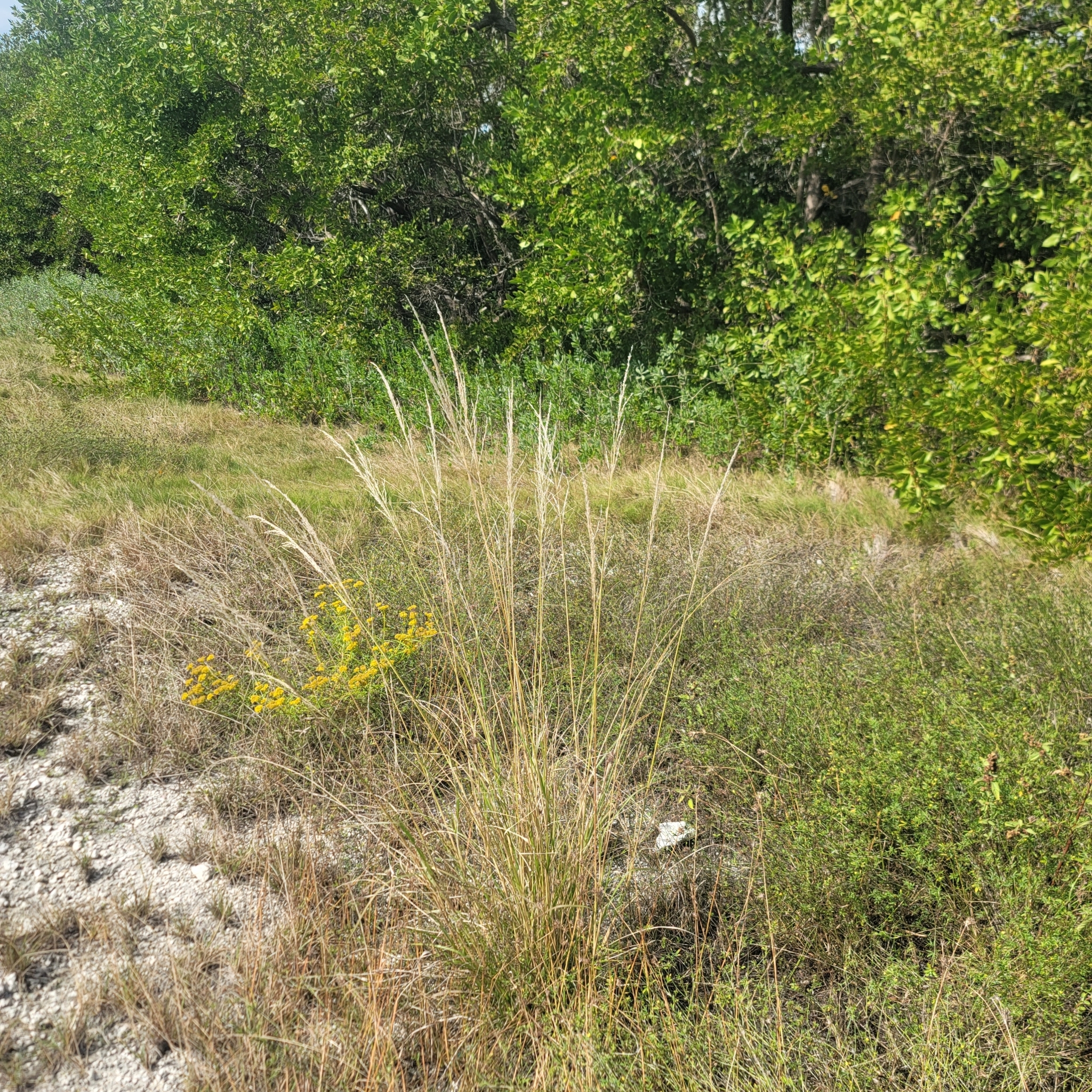 Eragrostis prolifera in Layton, Florida, USA: groeiwijze en bloeitakken.