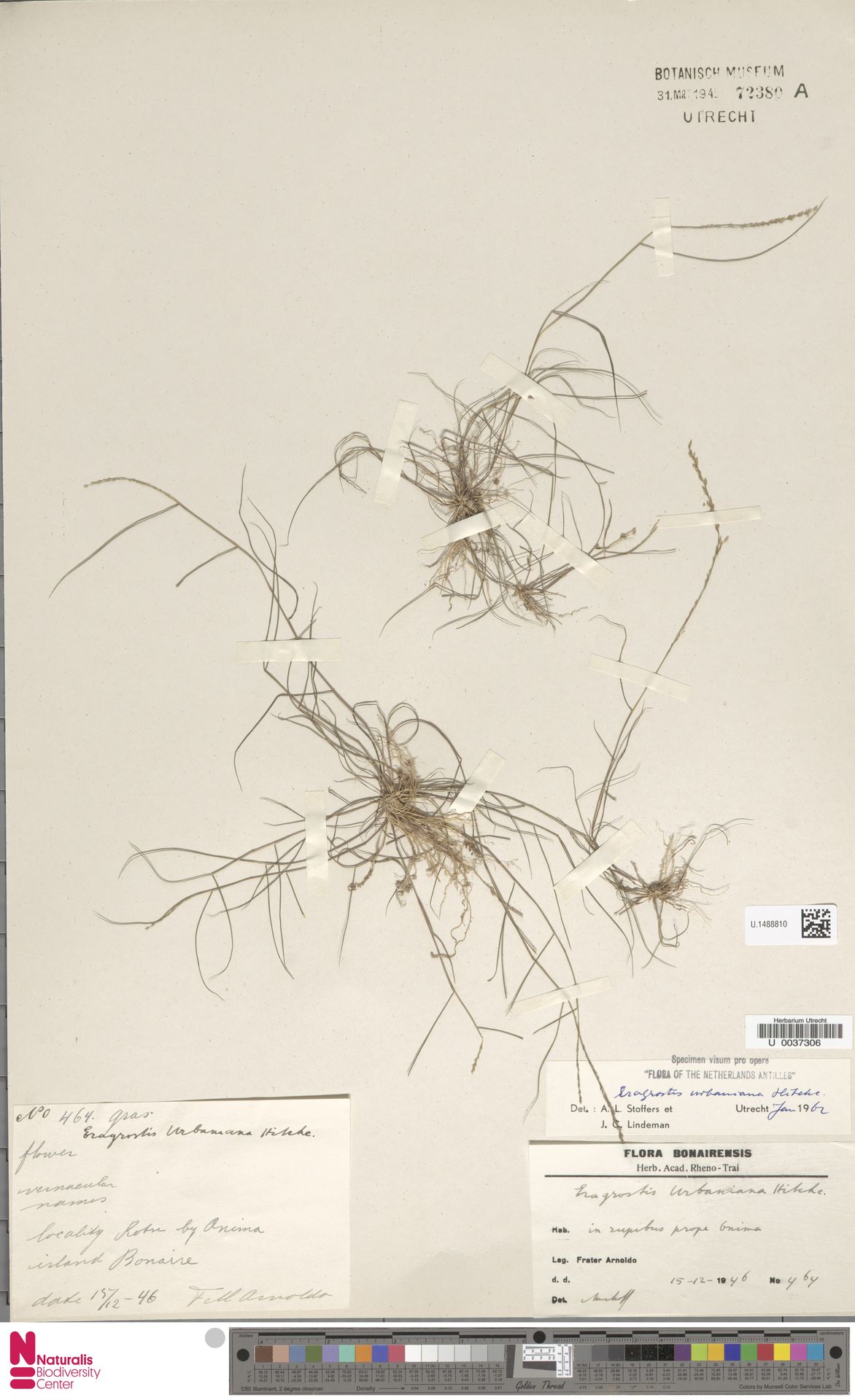 Eragrostis urbaniana — Eragrostis urbaniana