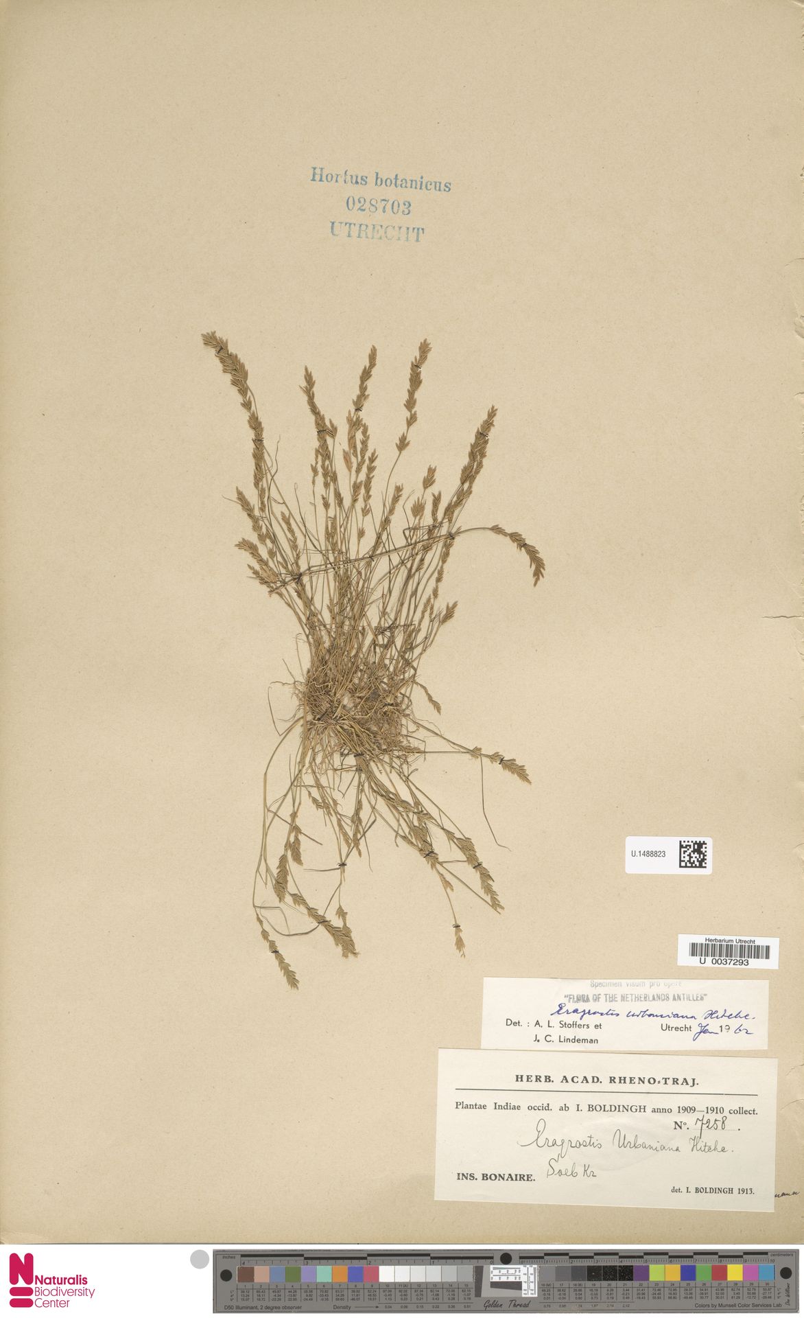 Eragrostis urbaniana, herbariummateriaal uit Soebi Rincon, Bonaire; kleurenopname van U.1488823.