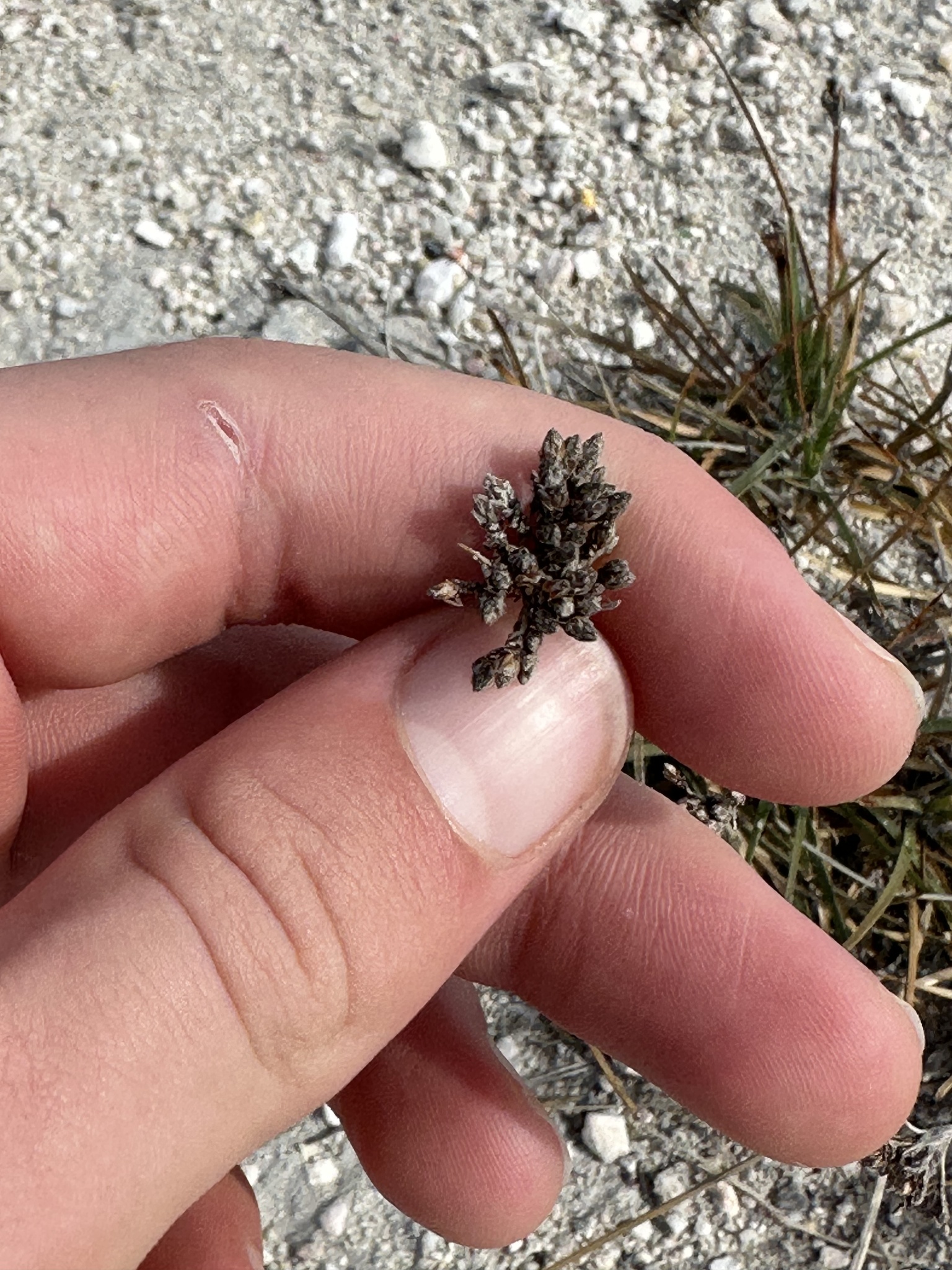Fimbristylis cymosa in Bonaire: bladpol en compacte aartjes.