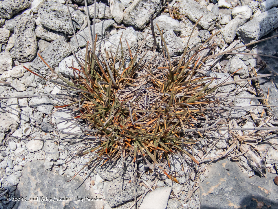 Fimbristylis cymosa — Fimbristylis cymosa