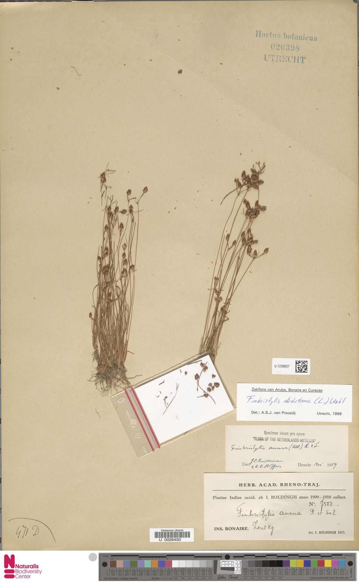 Fimbristylis dichotoma, herbariummateriaal uit Saltpans, Bonaire; kleurenopname van U.1239627.