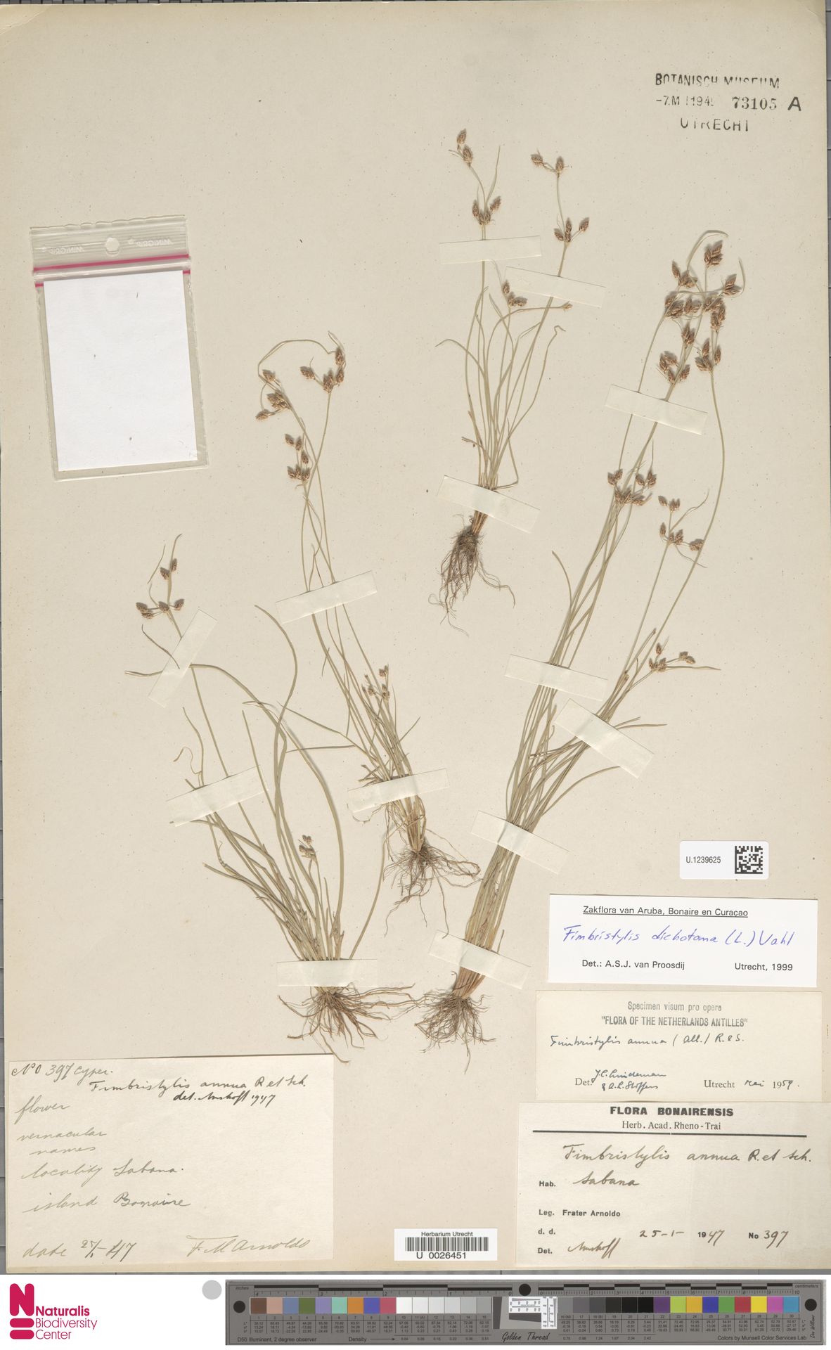 Fimbristylis dichotoma — Fimbristylis dichotoma
