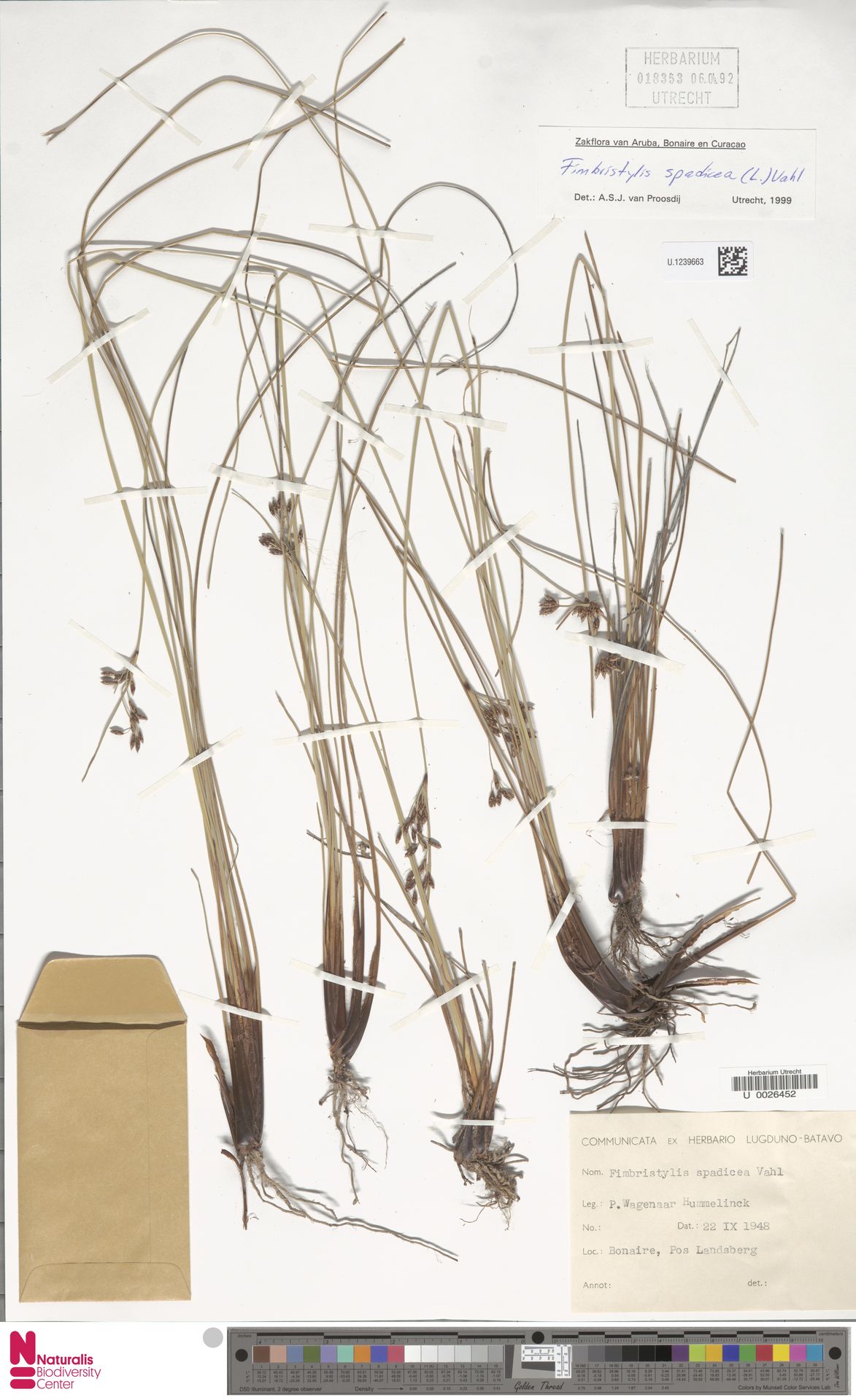 Fimbristylis spadicea — Fimbristylis spadicea
