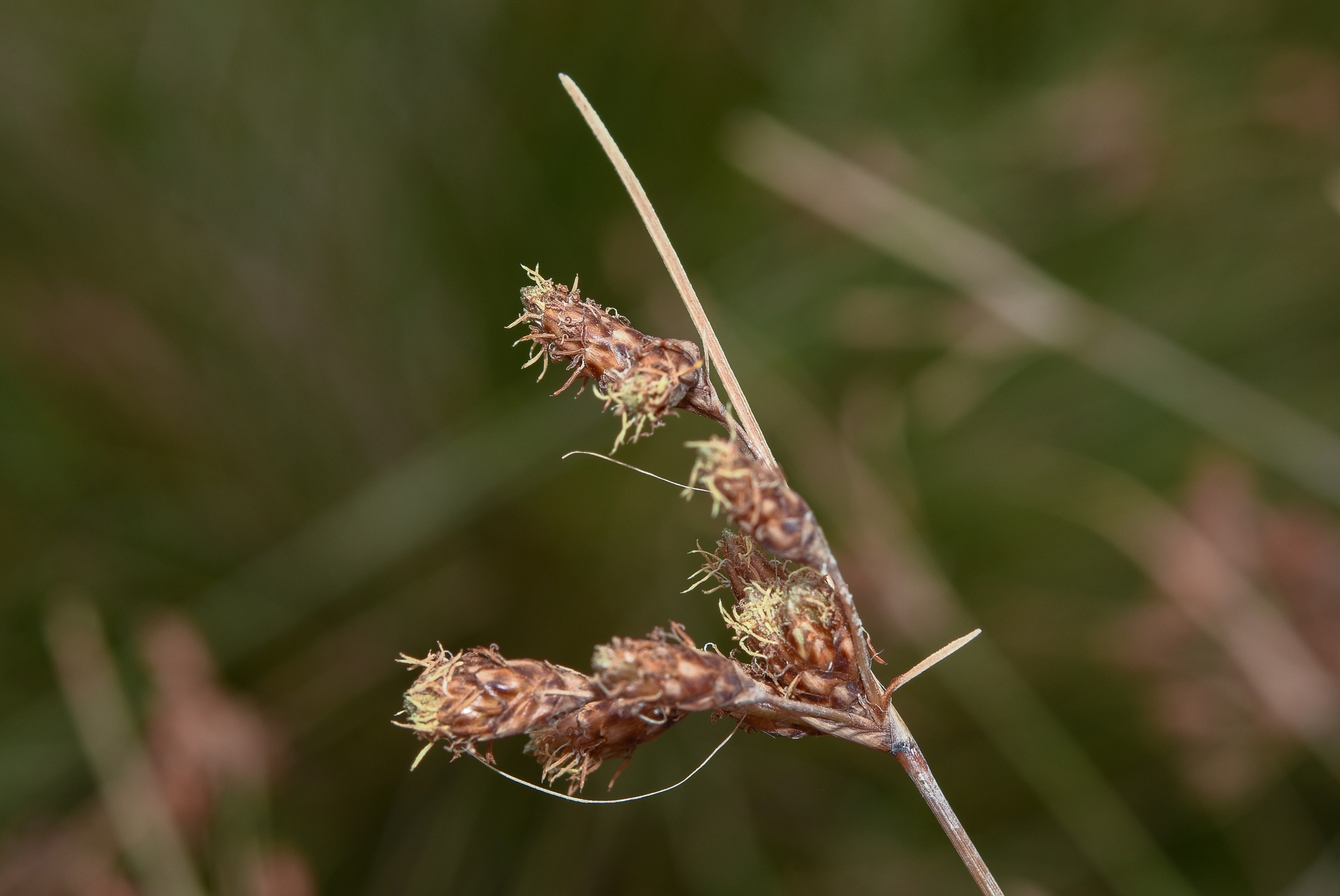 Fimbristylis spadicea in Cuchilla Alta, Canelones, Uruguay: groeiwijze en bloeitakken.
